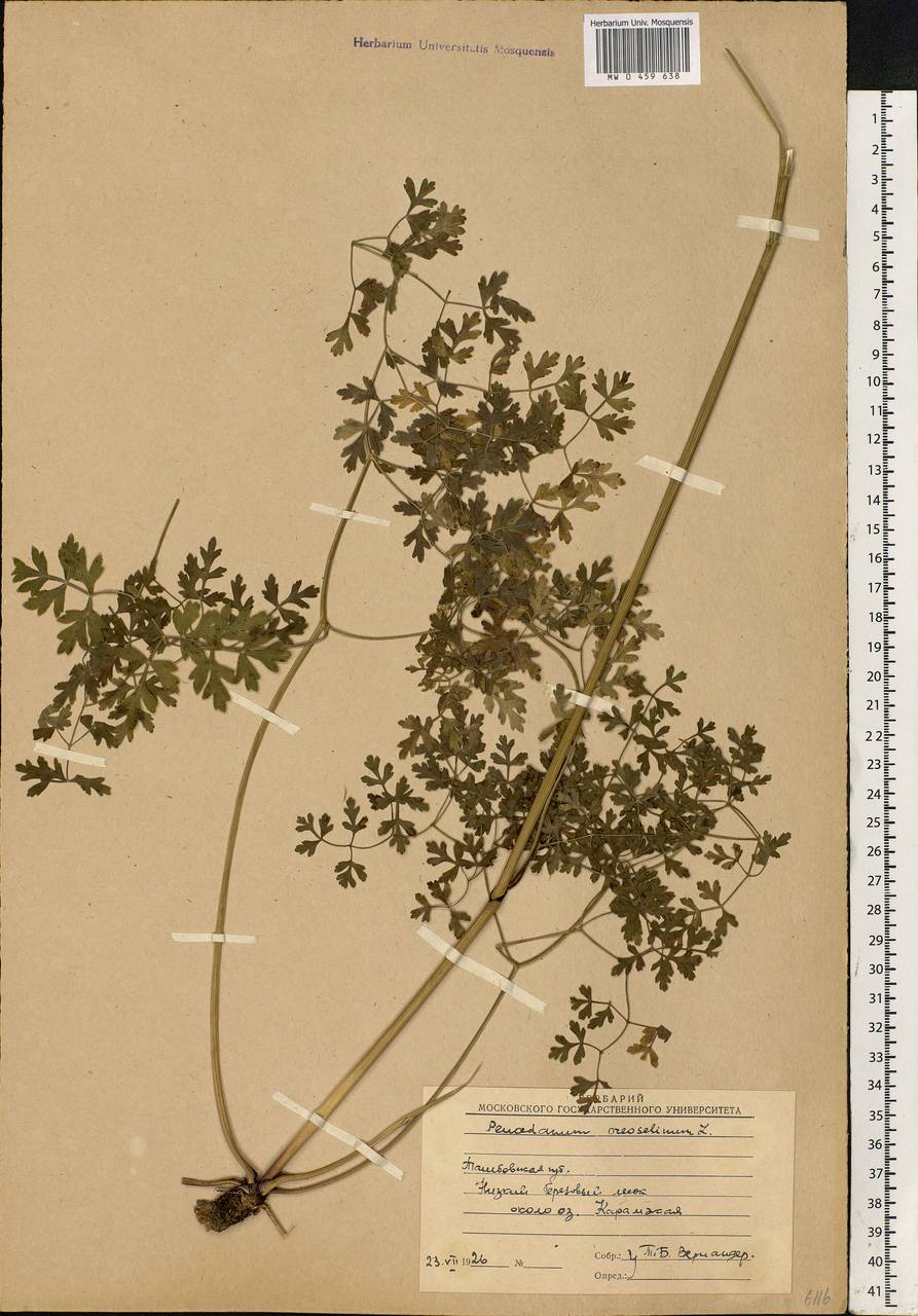 Oreoselinum nigrum Delarbre, Eastern Europe, Central forest-and-steppe region (E6) (Russia)