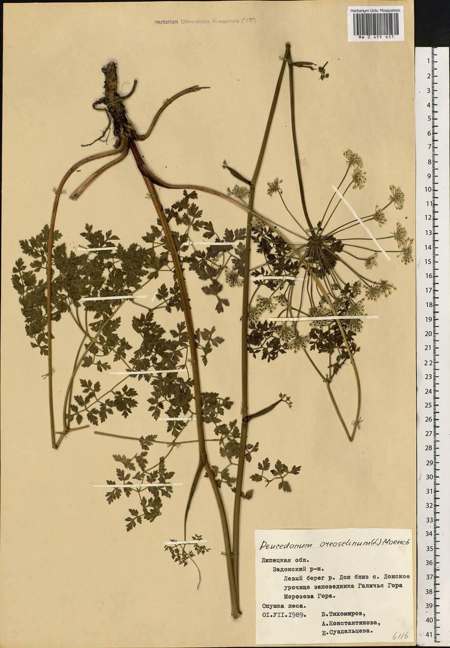 Oreoselinum nigrum Delarbre, Eastern Europe, Central forest-and-steppe region (E6) (Russia)