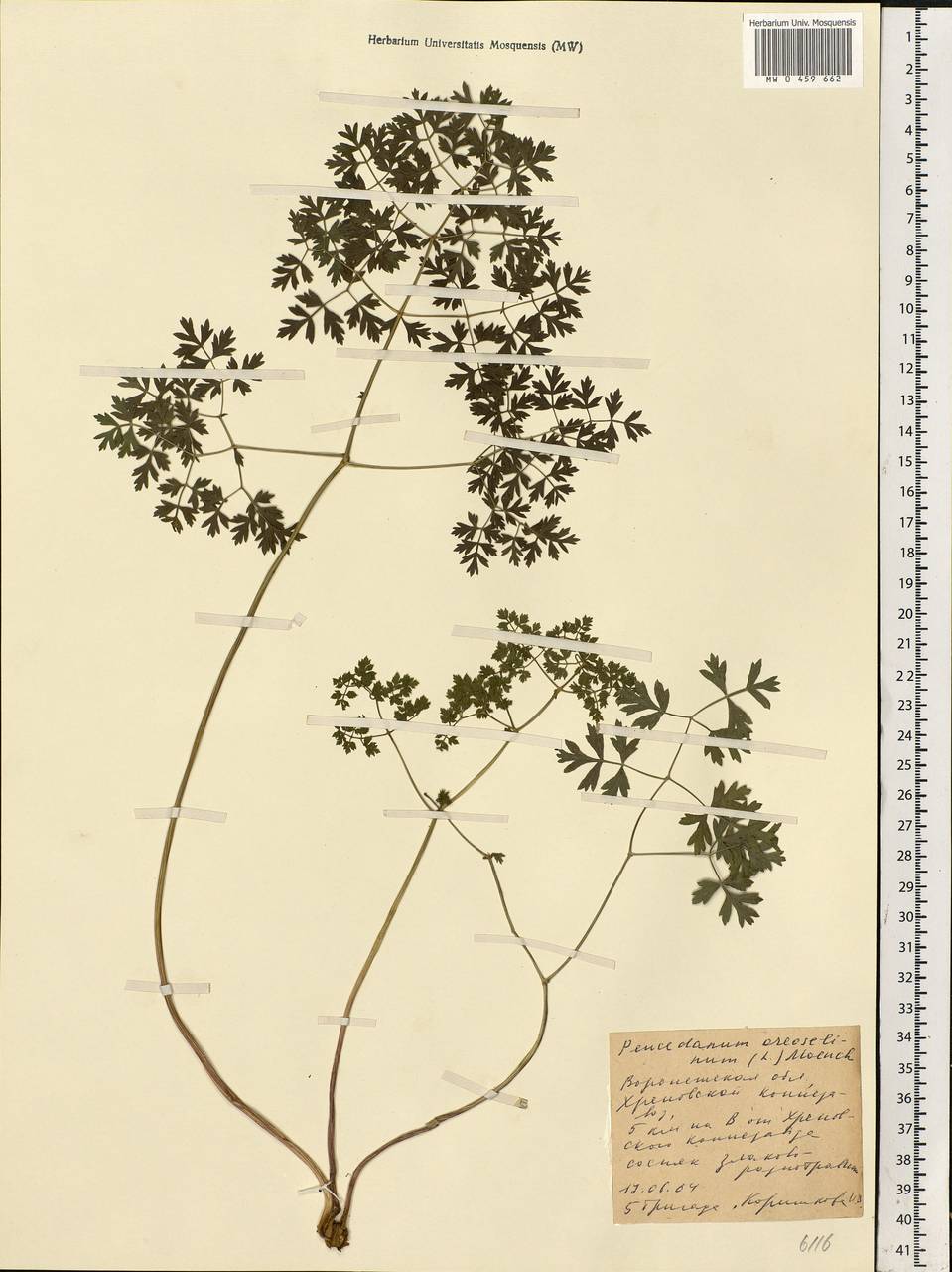 Oreoselinum nigrum Delarbre, Eastern Europe, Central forest-and-steppe region (E6) (Russia)