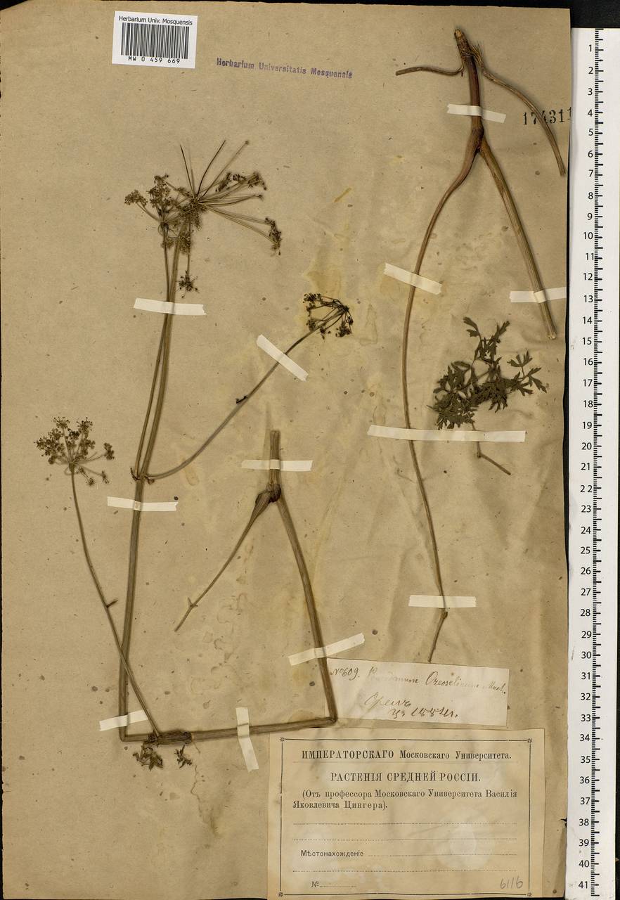 Oreoselinum nigrum Delarbre, Eastern Europe, Central forest-and-steppe region (E6) (Russia)