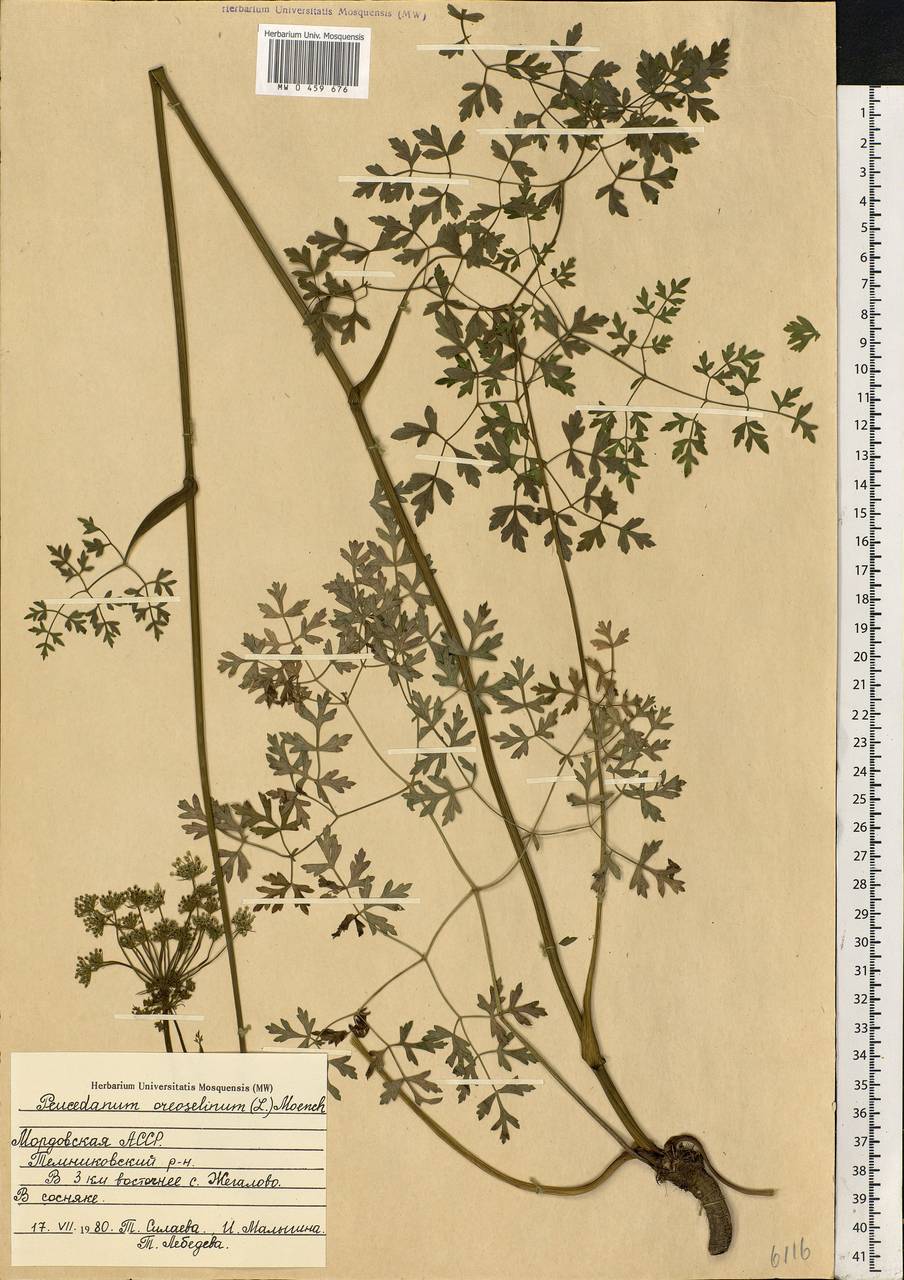 Oreoselinum nigrum Delarbre, Eastern Europe, Middle Volga region (E8) (Russia)