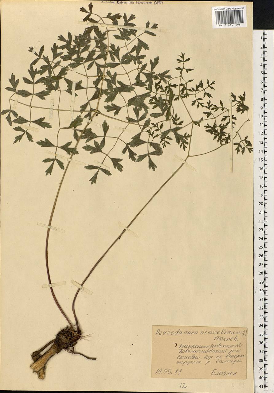 Oreoselinum nigrum Delarbre, Eastern Europe, South Ukrainian region (E12) (Ukraine)