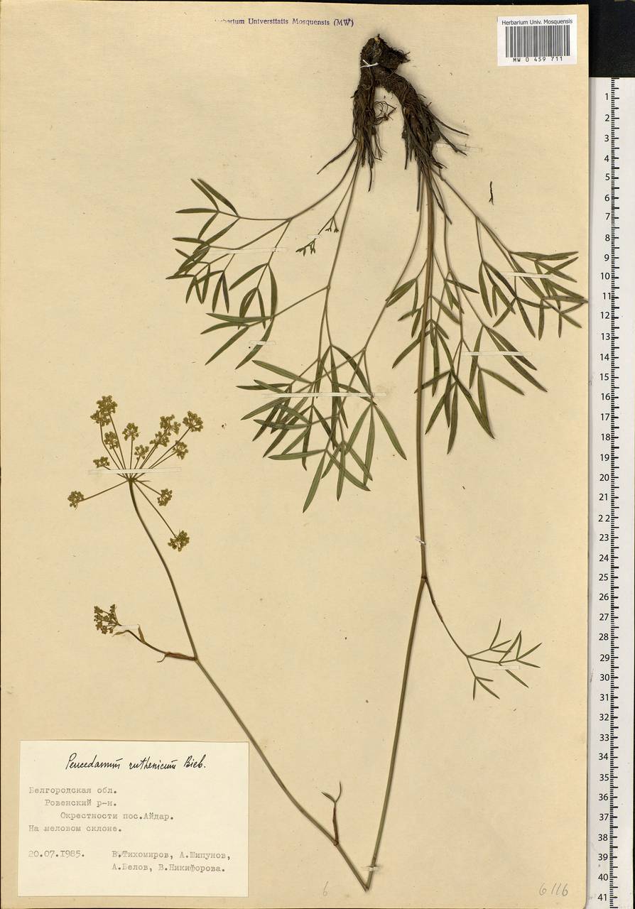 Peucedanum ruthenicum M. Bieb., Eastern Europe, Central forest-and-steppe region (E6) (Russia)
