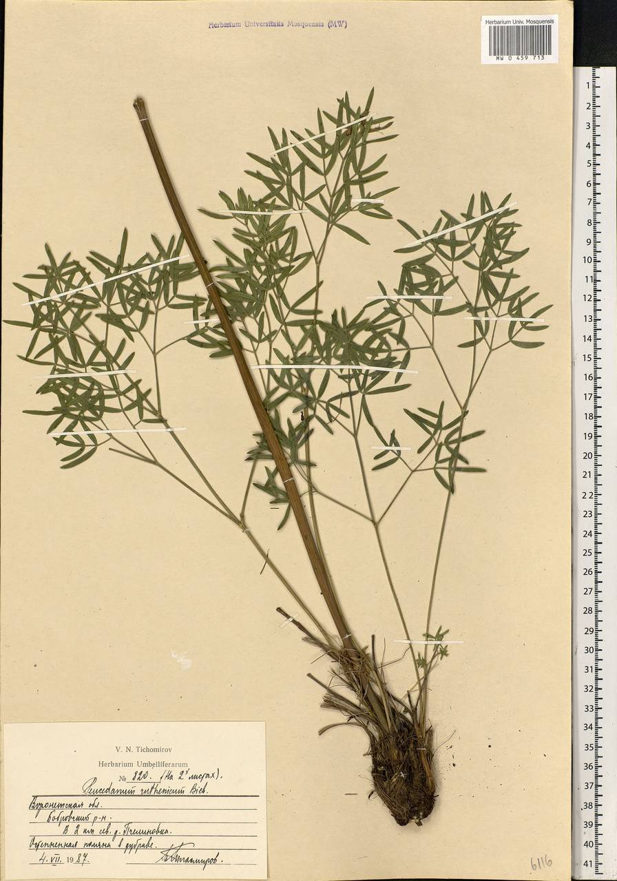 Peucedanum ruthenicum M. Bieb., Eastern Europe, Central forest-and-steppe region (E6) (Russia)