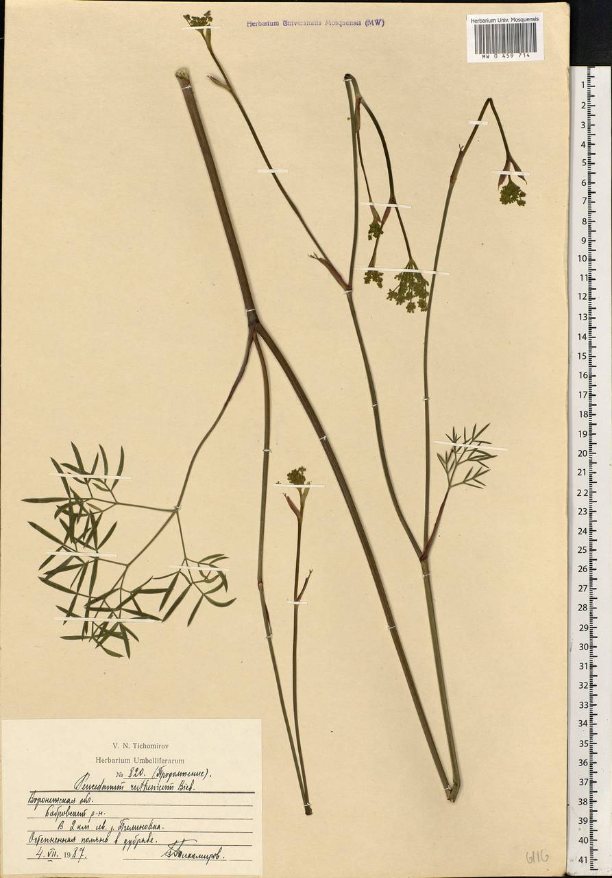 Peucedanum ruthenicum M. Bieb., Eastern Europe, Central forest-and-steppe region (E6) (Russia)