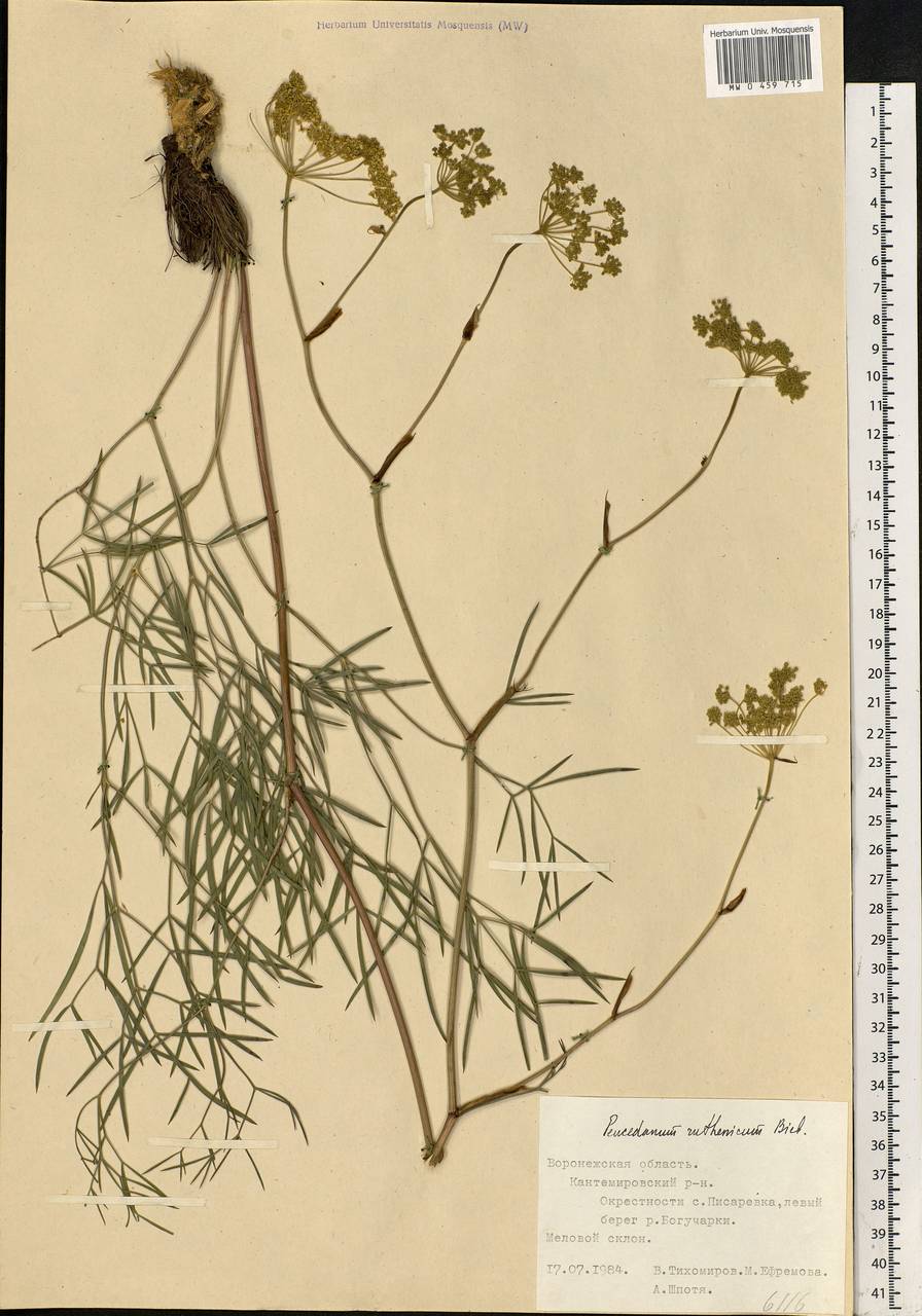 Peucedanum ruthenicum M. Bieb., Eastern Europe, Central forest-and-steppe region (E6) (Russia)