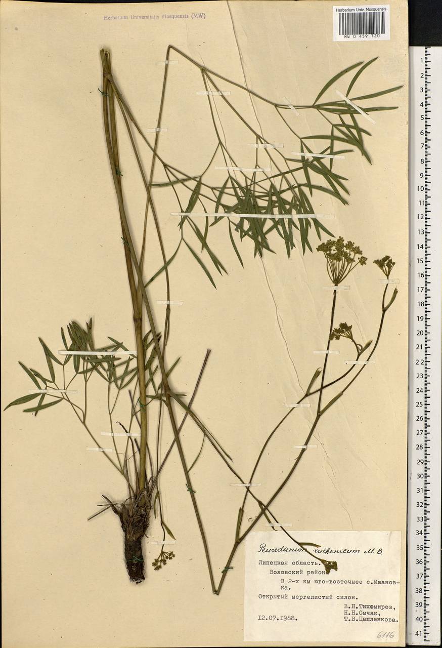 Peucedanum ruthenicum M. Bieb., Eastern Europe, Central forest-and-steppe region (E6) (Russia)