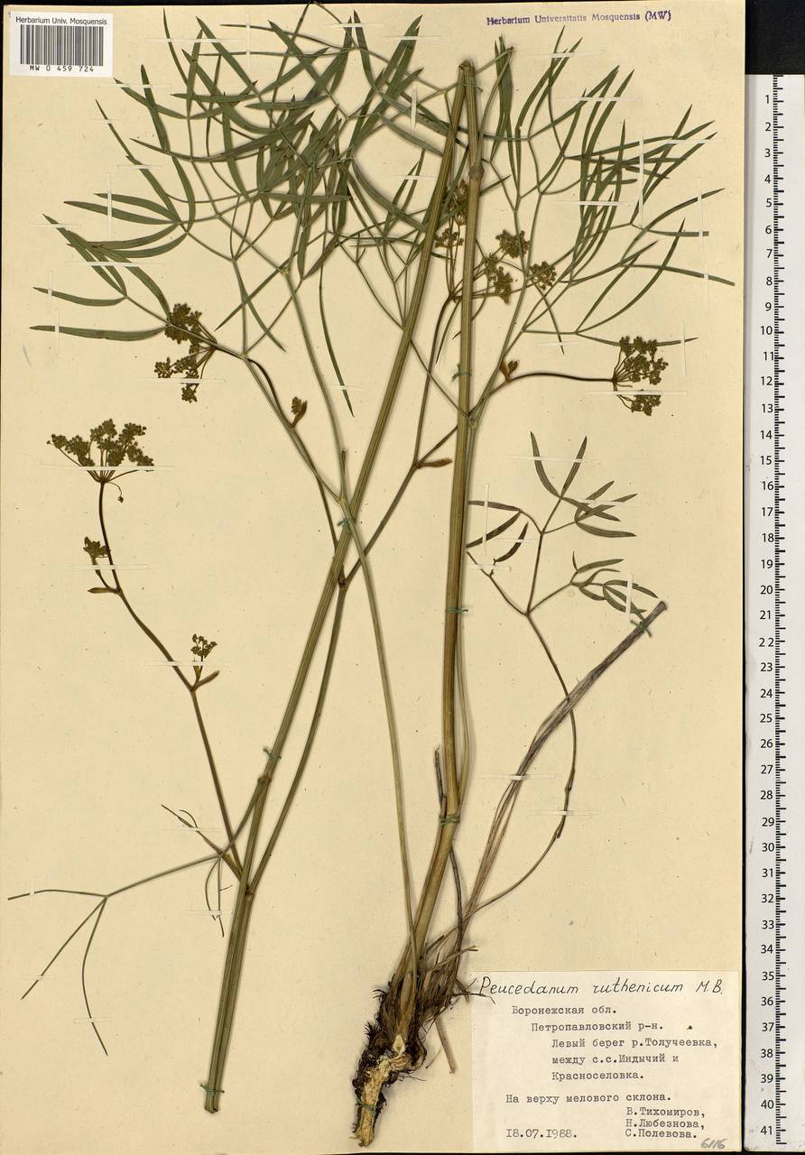 Peucedanum ruthenicum M. Bieb., Eastern Europe, Central forest-and-steppe region (E6) (Russia)