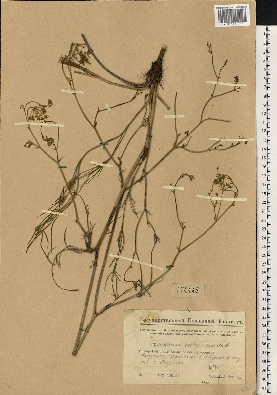 Peucedanum ruthenicum M. Bieb., Eastern Europe, Eastern region (E10) (Russia)