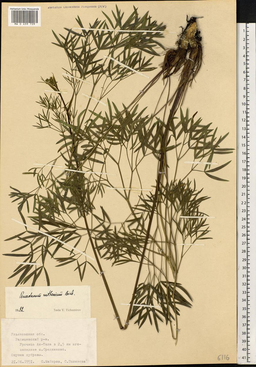 Peucedanum ruthenicum M.Bieb., Eastern Europe, Middle Volga region (E8) (Russia)