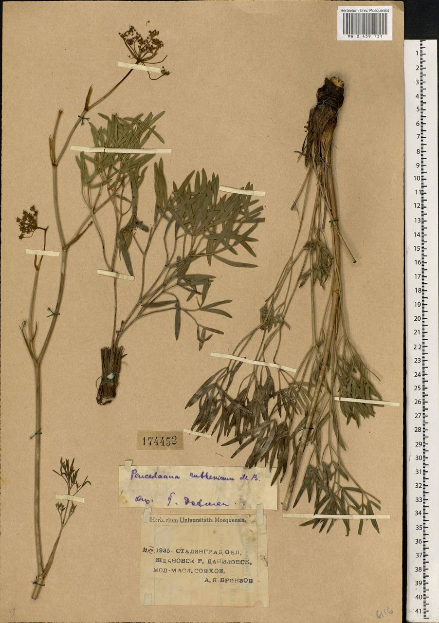 Peucedanum ruthenicum M. Bieb., Eastern Europe, Lower Volga region (E9) (Russia)