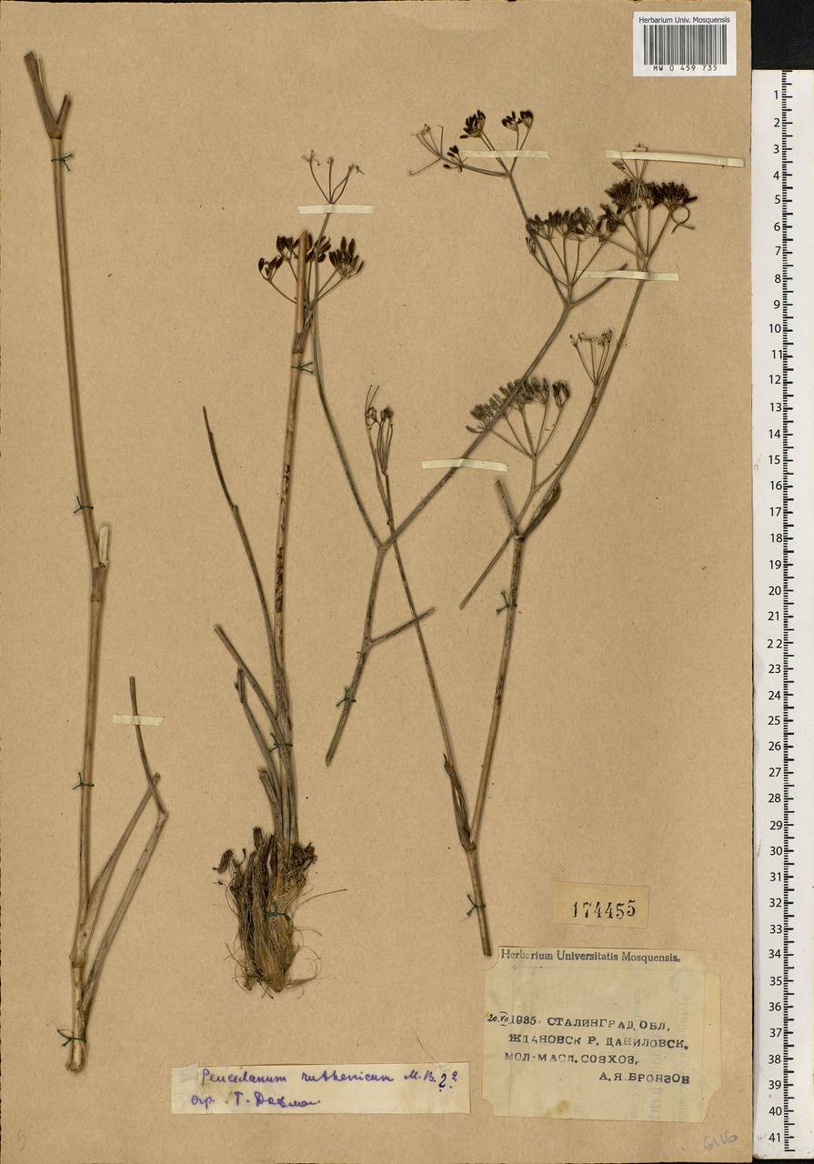 Peucedanum ruthenicum M. Bieb., Eastern Europe, Lower Volga region (E9) (Russia)