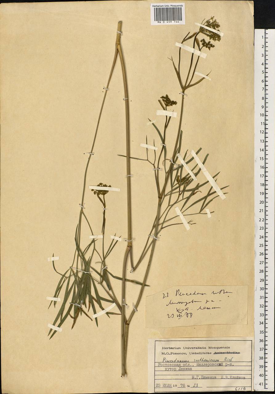 Peucedanum ruthenicum M. Bieb., Eastern Europe, Rostov Oblast (E12a) (Russia)