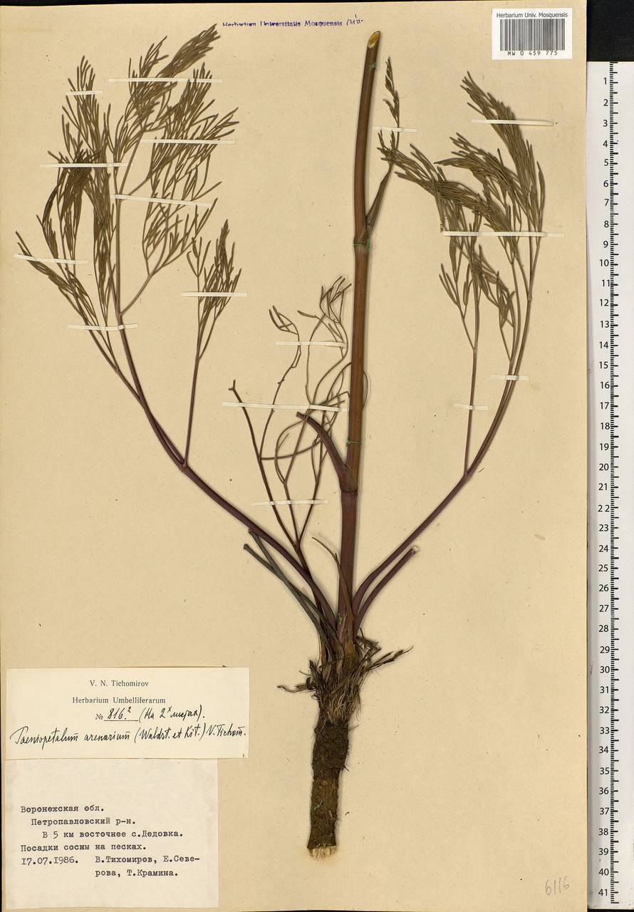 Taeniopetalum arenarium, Eastern Europe, Central forest-and-steppe region (E6) (Russia)