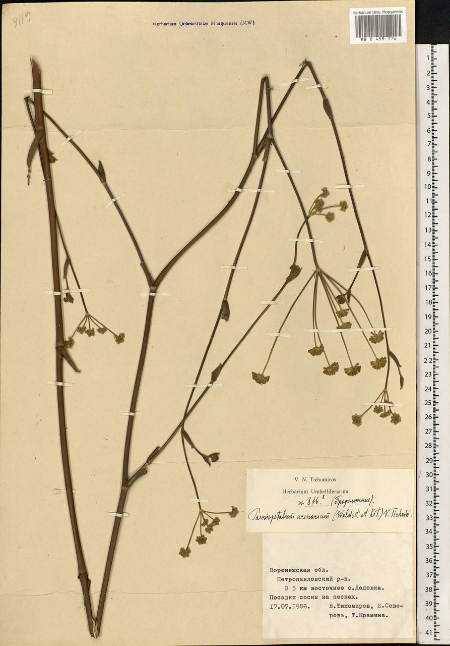 Taeniopetalum arenarium, Eastern Europe, Central forest-and-steppe region (E6) (Russia)