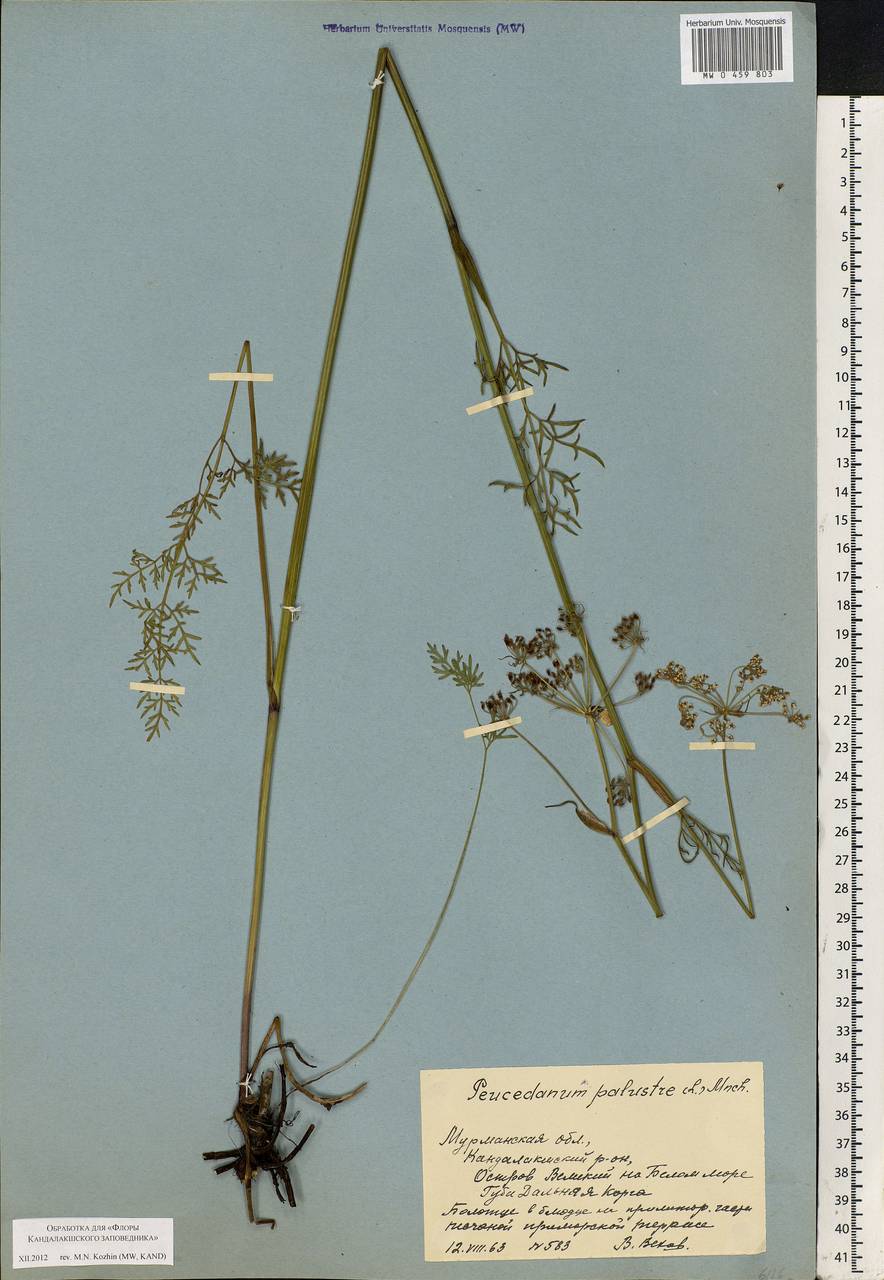 Thysselinum palustre (L.) Hoffm., Eastern Europe, Northern region (E1) (Russia)
