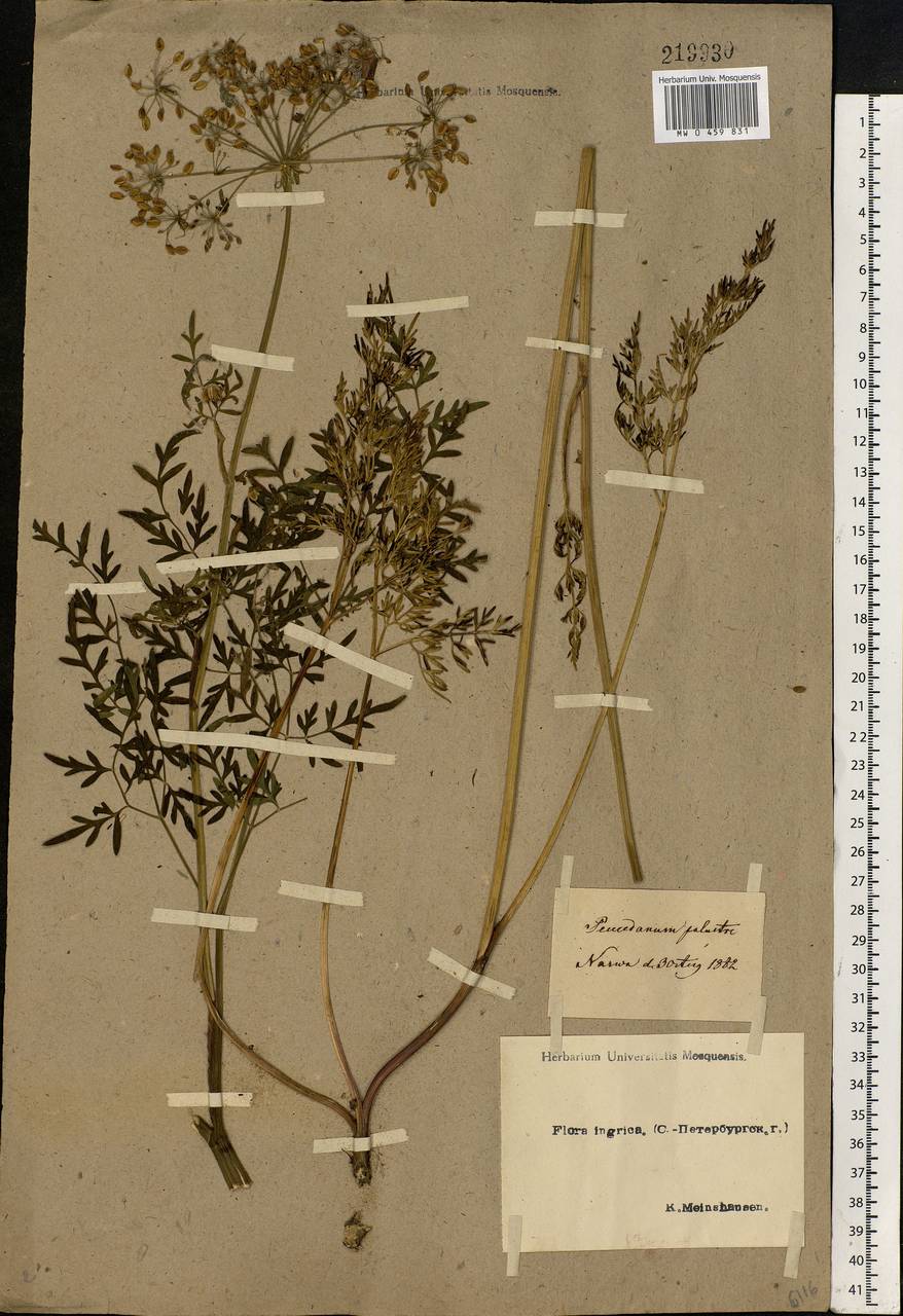 Thysselinum palustre (L.) Hoffm., Eastern Europe, Estonia (E2c) (Estonia)