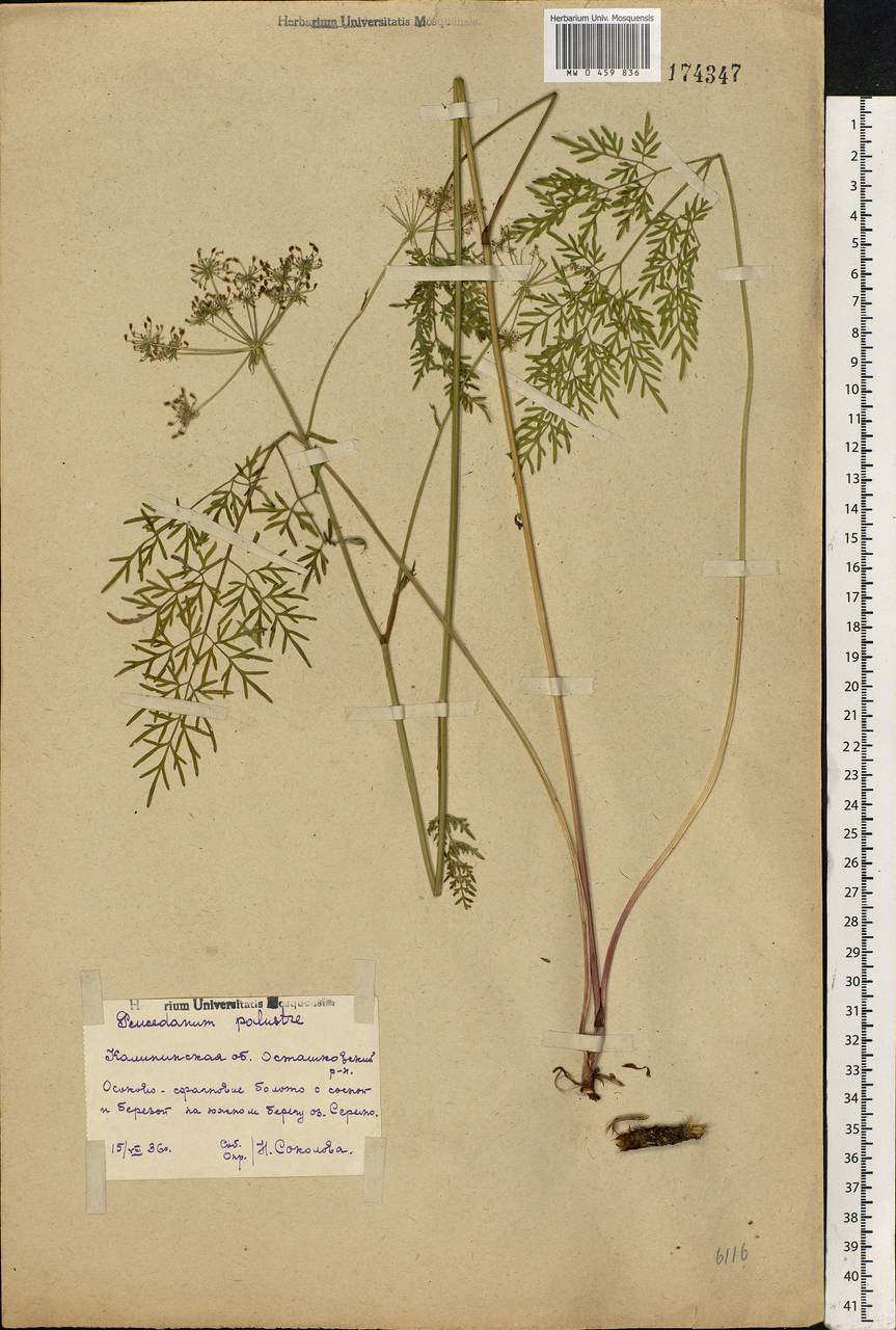 Thysselinum palustre (L.) Hoffm., Eastern Europe, North-Western region (E2) (Russia)