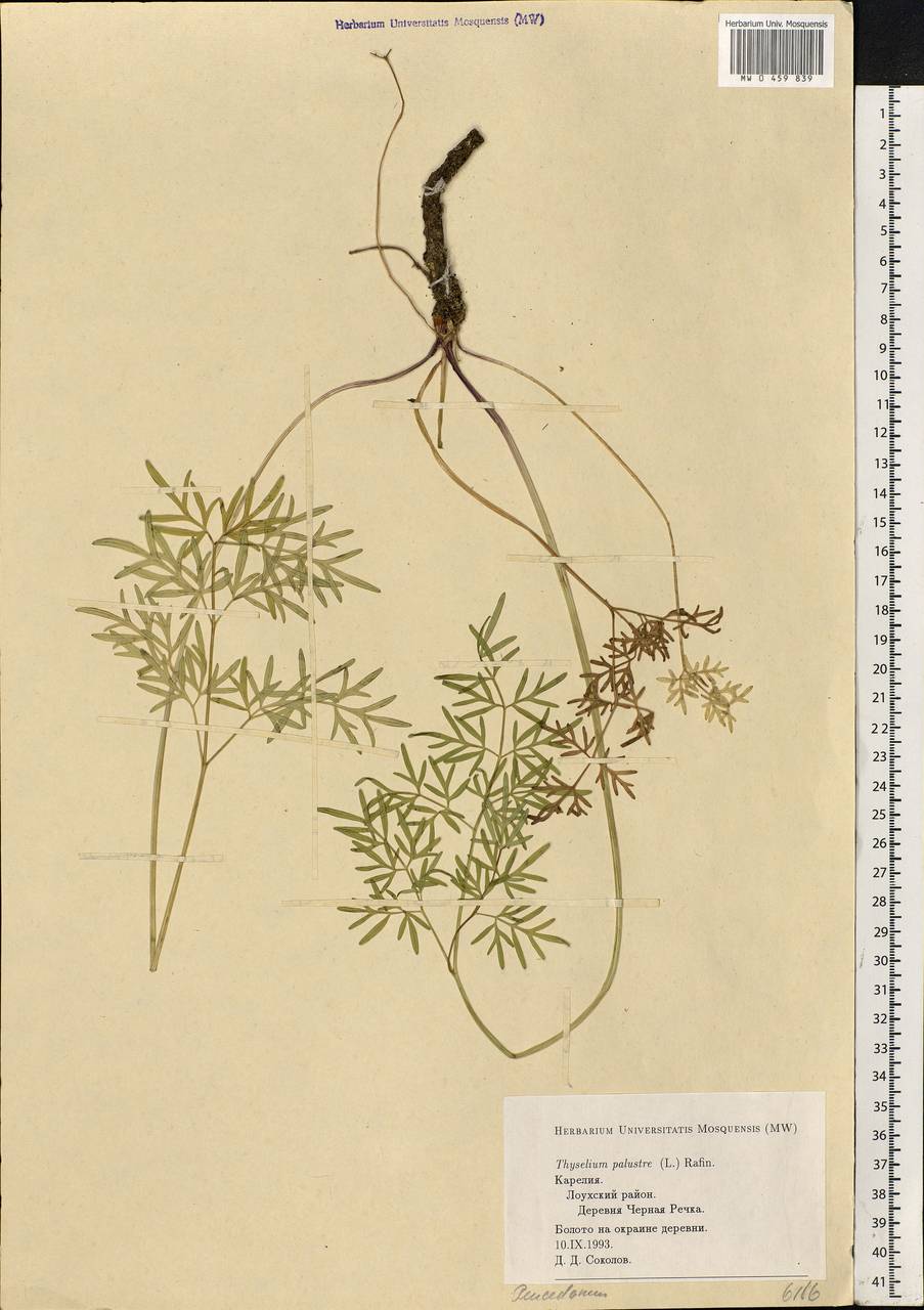 Thysselinum palustre (L.) Hoffm., Eastern Europe, Northern region (E1) (Russia)