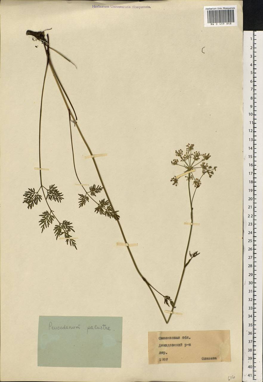 Thysselinum palustre (L.) Hoffm., Eastern Europe, Western region (E3) (Russia)