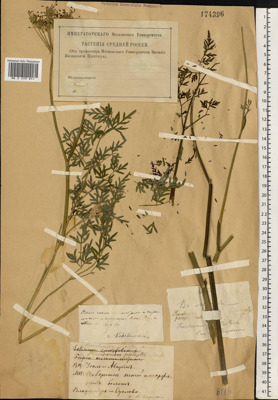 Thysselinum palustre (L.) Hoffm., Eastern Europe, Central region (E4) (Russia)