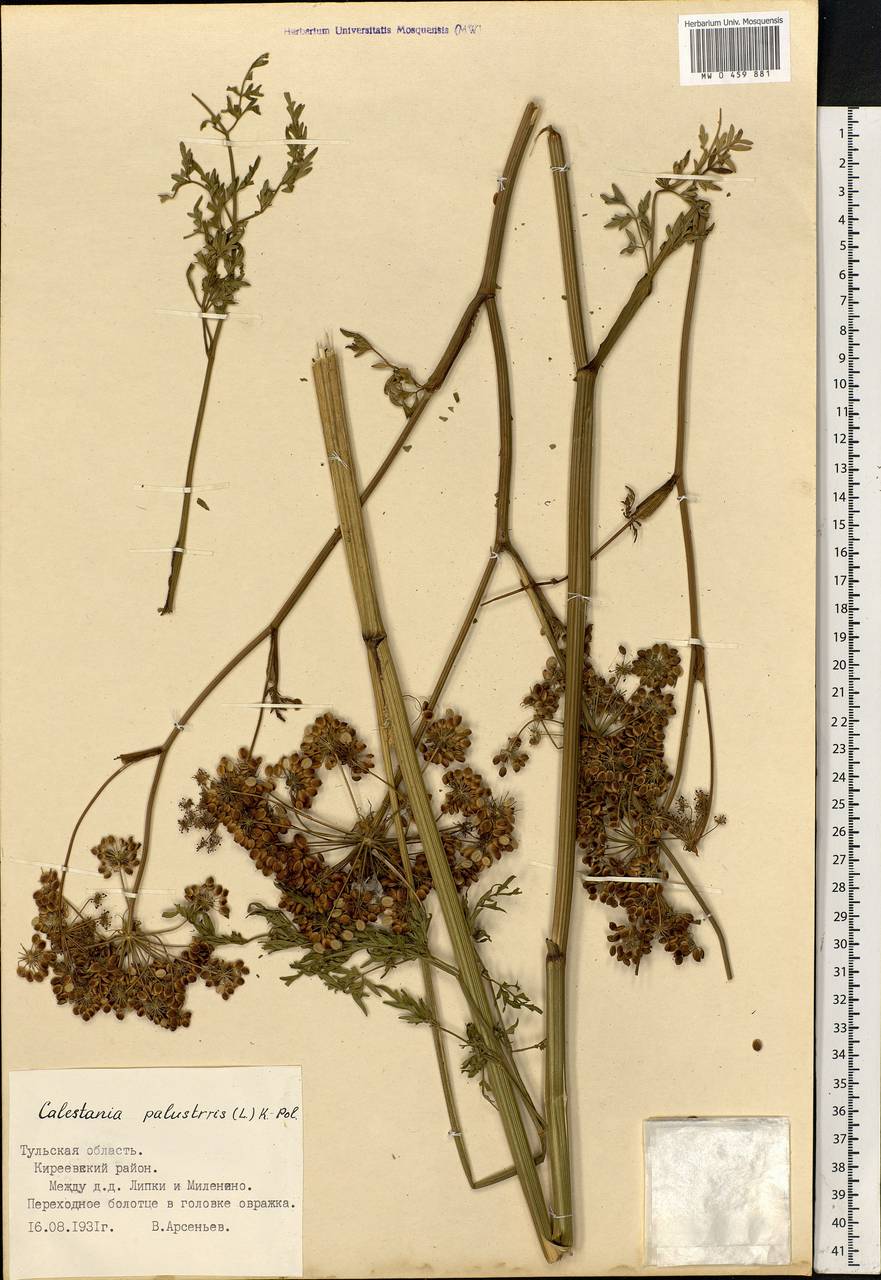 Thysselinum palustre (L.) Hoffm., Eastern Europe, Central region (E4) (Russia)