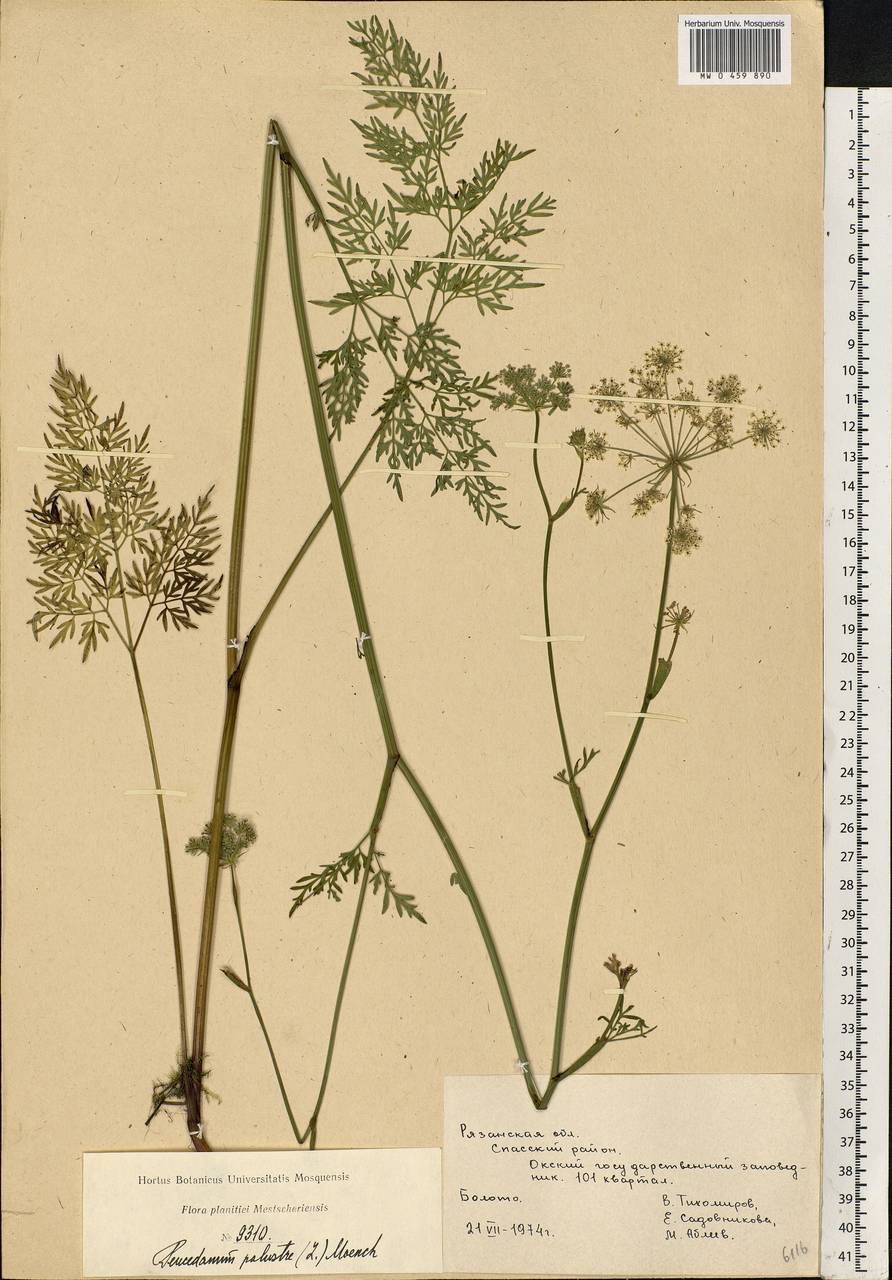 Thysselinum palustre (L.) Hoffm., Eastern Europe, Central region (E4) (Russia)