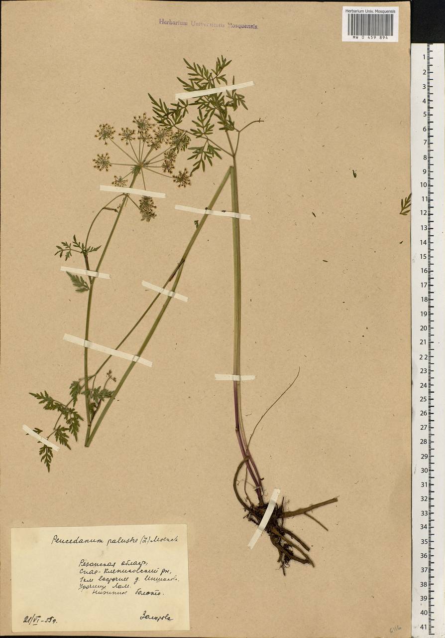 Thysselinum palustre (L.) Hoffm., Eastern Europe, Central region (E4) (Russia)