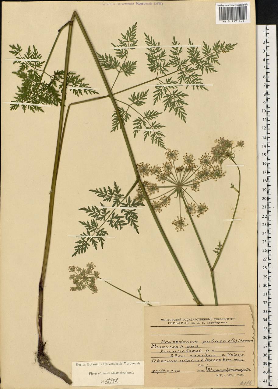 Thysselinum palustre (L.) Hoffm., Eastern Europe, Central region (E4) (Russia)