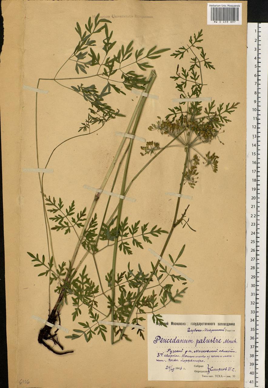 Thysselinum palustre (L.) Hoffm., Eastern Europe, Moscow region (E4a) (Russia)