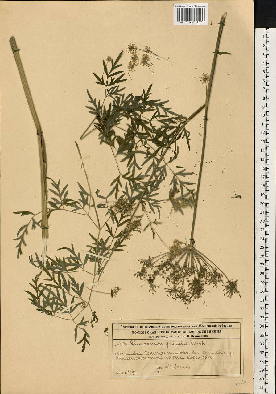 Thysselinum palustre (L.) Hoffm., Eastern Europe, Moscow region (E4a) (Russia)