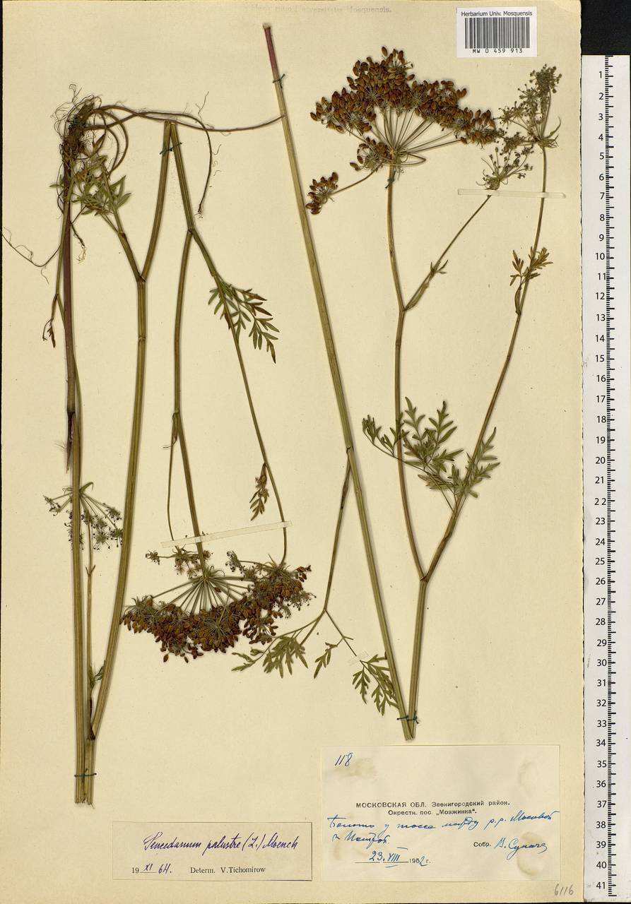 Thysselinum palustre (L.) Hoffm., Eastern Europe, Moscow region (E4a) (Russia)