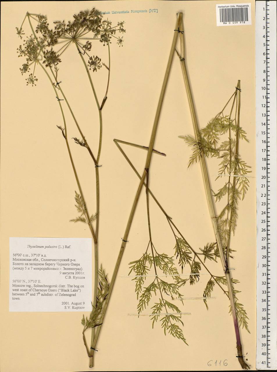 Thysselinum palustre (L.) Hoffm., Eastern Europe, Moscow region (E4a) (Russia)