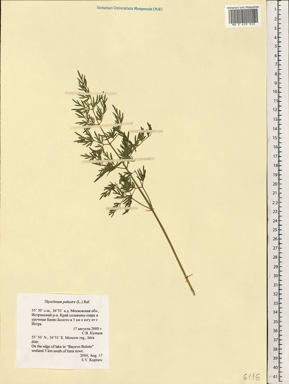 Thysselinum palustre (L.) Hoffm., Eastern Europe, Moscow region (E4a) (Russia)