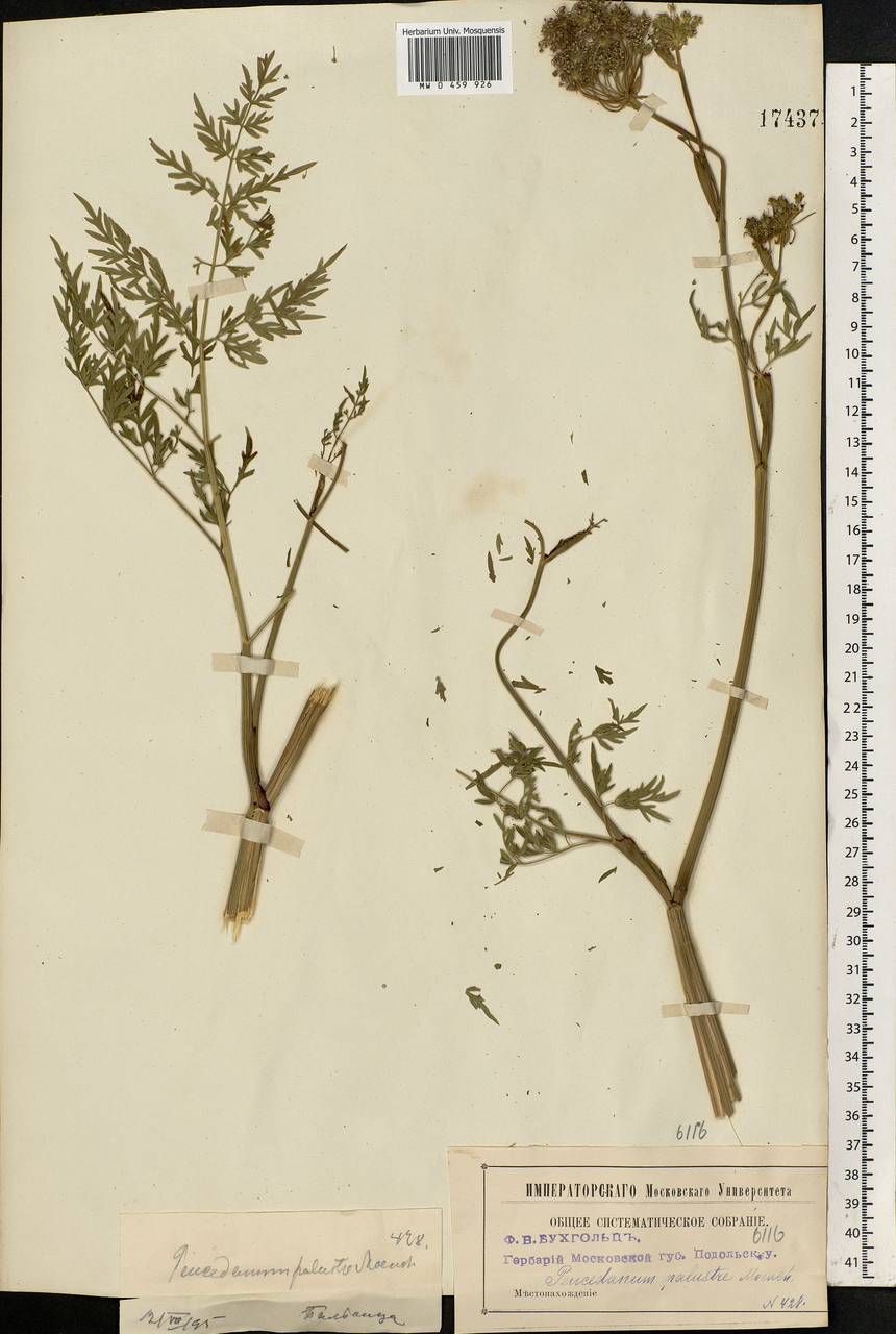 Thysselinum palustre (L.) Hoffm., Eastern Europe, Moscow region (E4a) (Russia)