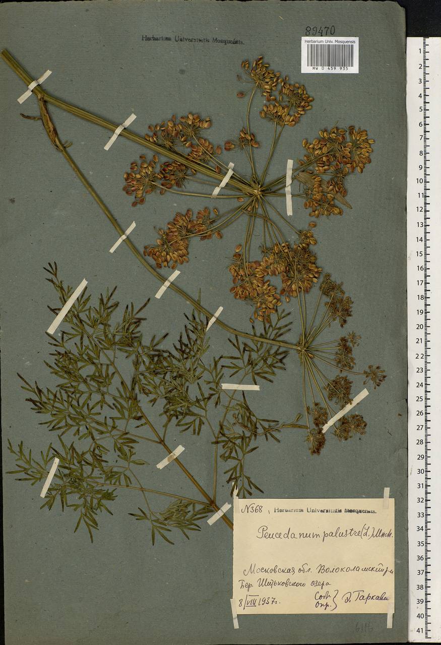 Thysselinum palustre (L.) Hoffm., Eastern Europe, Moscow region (E4a) (Russia)