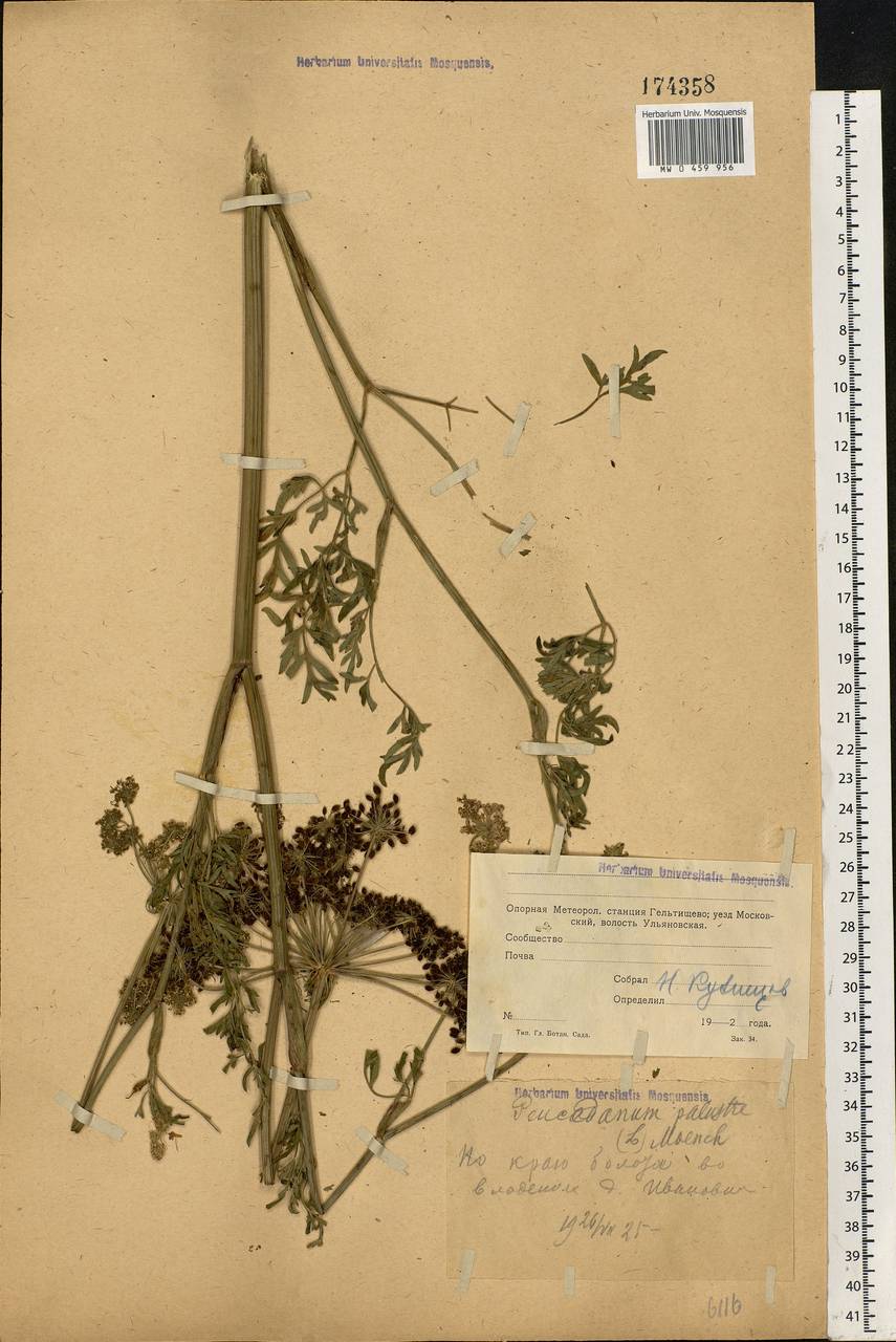 Thysselinum palustre (L.) Hoffm., Eastern Europe, Moscow region (E4a) (Russia)