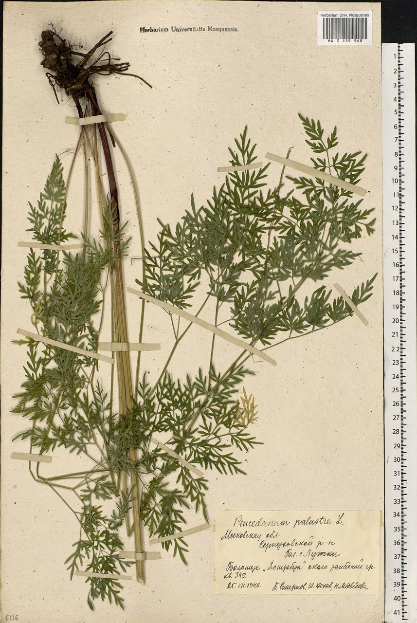 Thysselinum palustre (L.) Hoffm., Eastern Europe, Moscow region (E4a) (Russia)