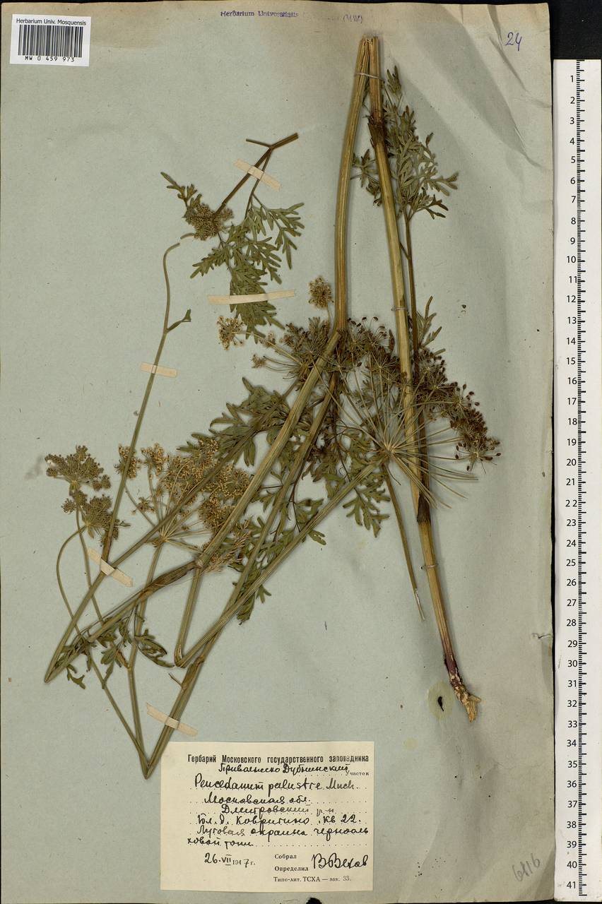 Thysselinum palustre (L.) Hoffm., Eastern Europe, Moscow region (E4a) (Russia)
