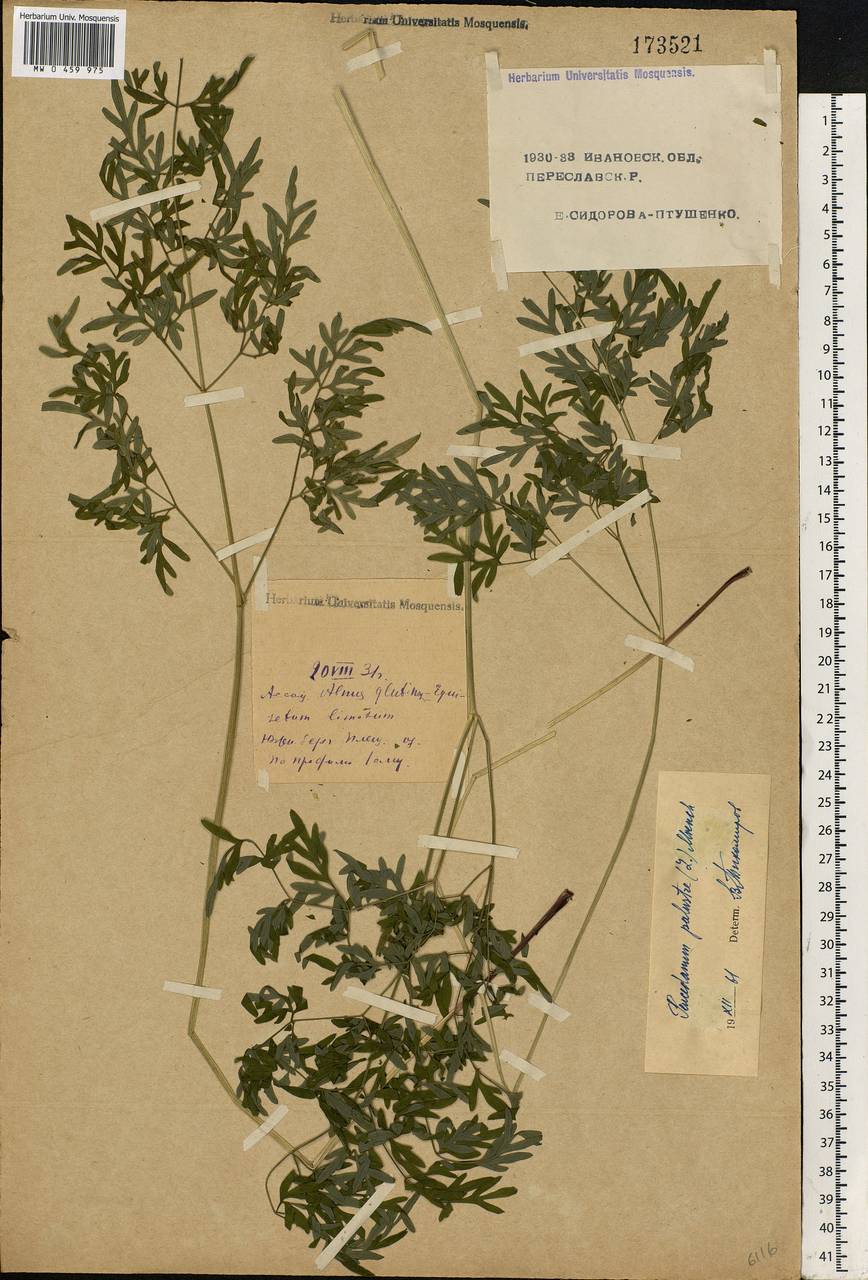 Thysselinum palustre (L.) Hoffm., Eastern Europe, Central forest region (E5) (Russia)