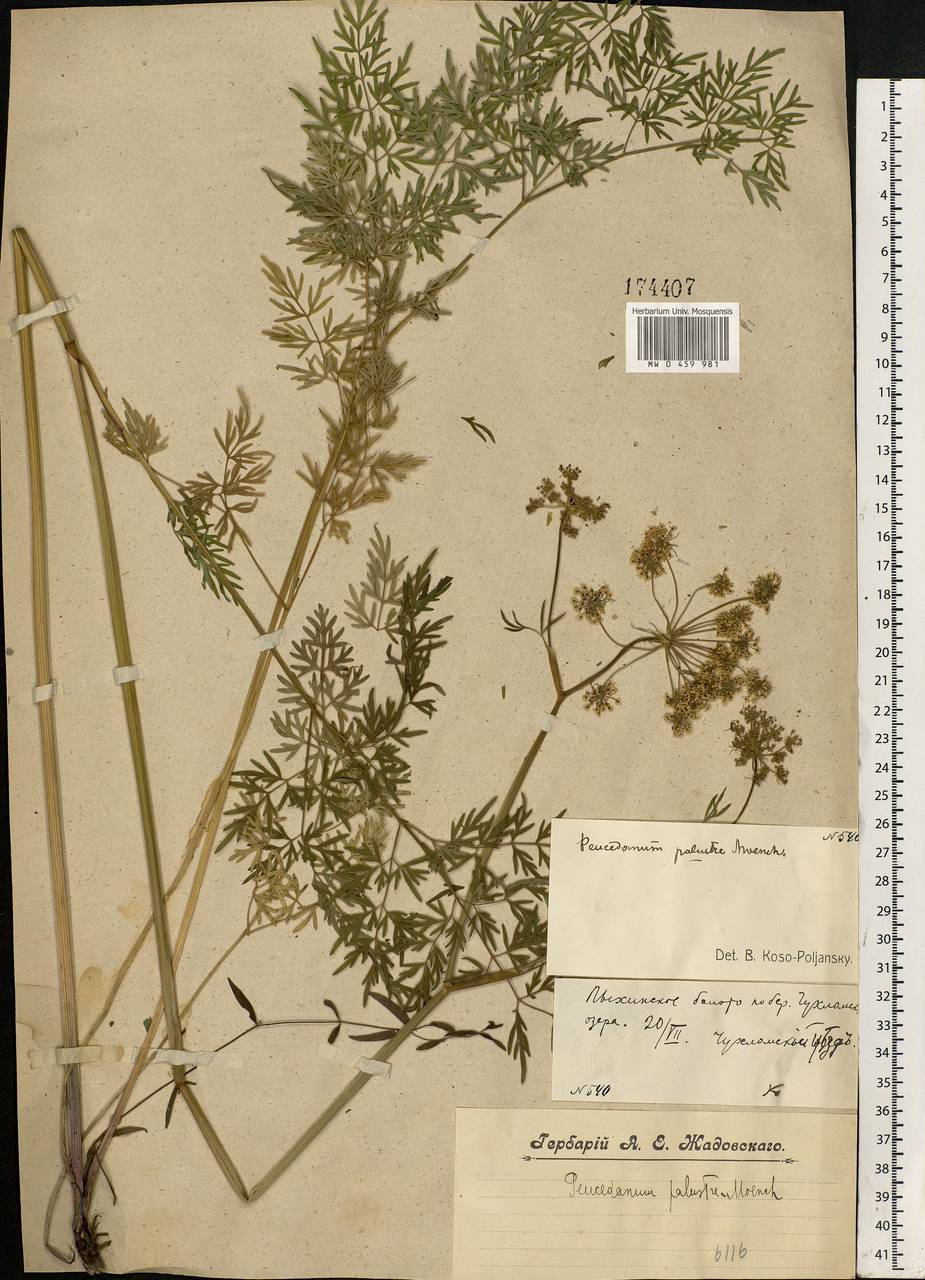 Thysselinum palustre (L.) Hoffm., Eastern Europe, Central forest region (E5) (Russia)