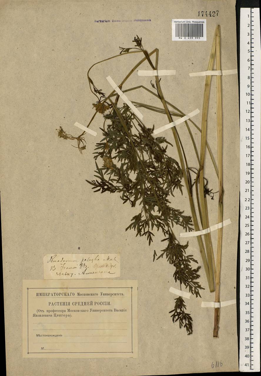 Thysselinum palustre (L.) Hoffm., Eastern Europe, Central forest-and-steppe region (E6) (Russia)