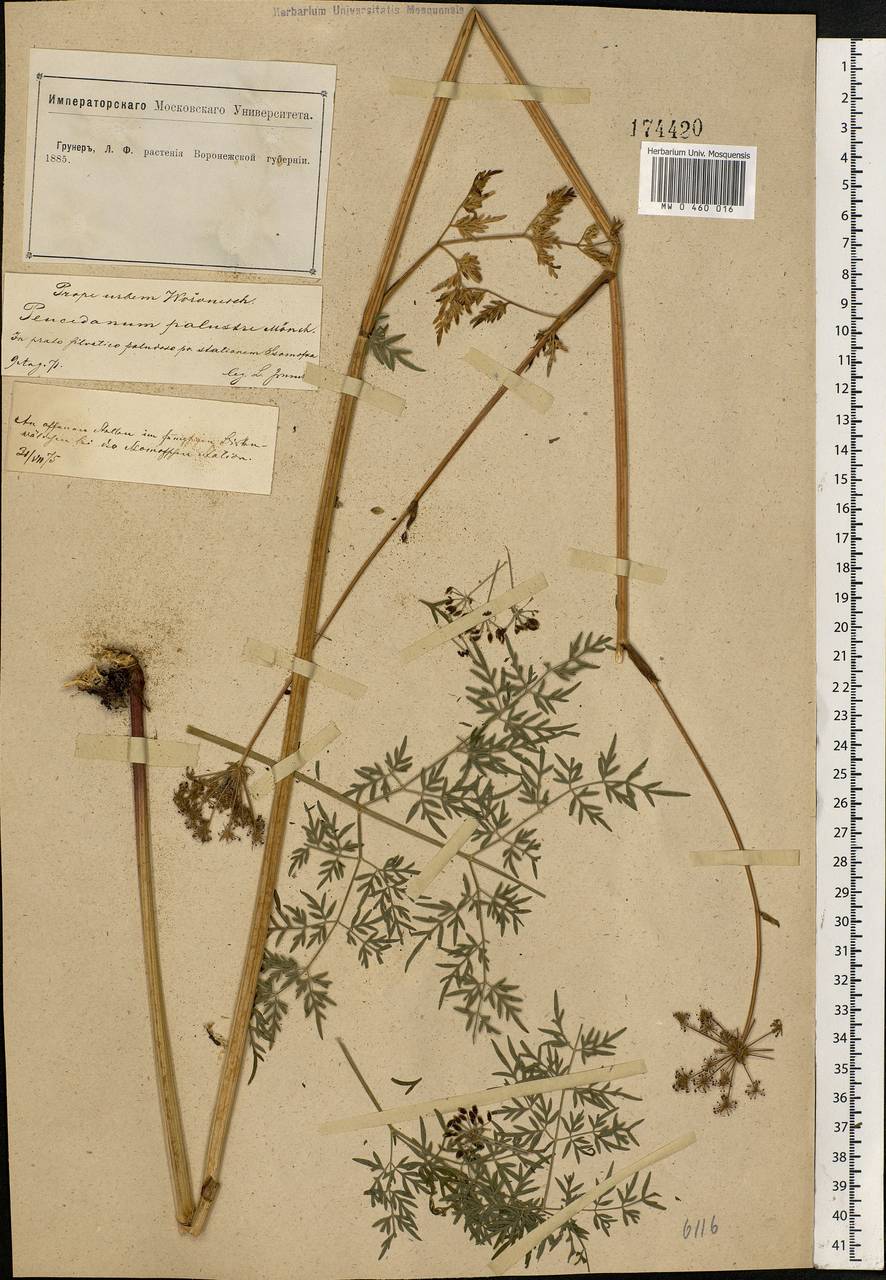 Thysselinum palustre (L.) Hoffm., Eastern Europe, Central forest-and-steppe region (E6) (Russia)