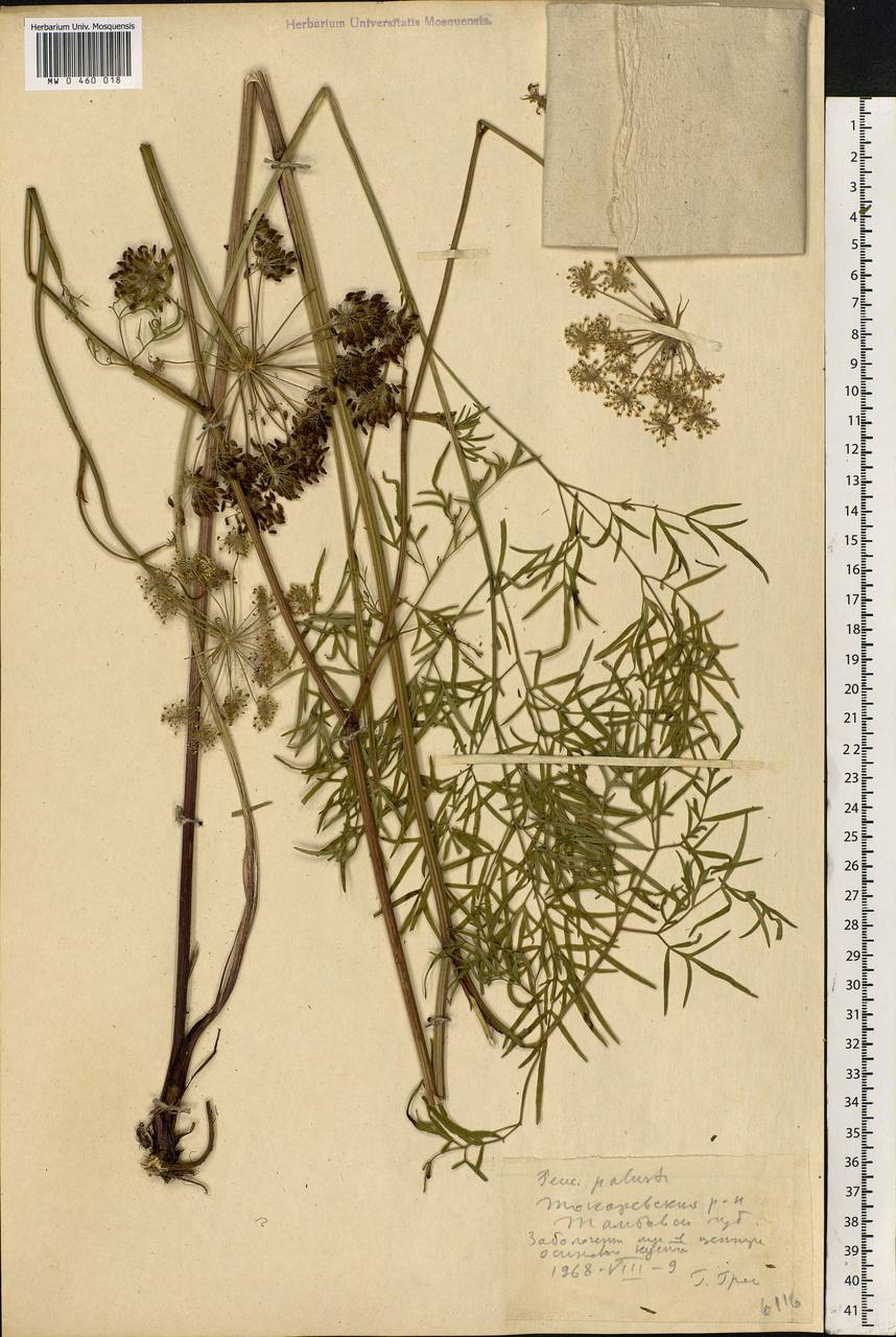 Thysselinum palustre (L.) Hoffm., Eastern Europe, Central forest-and-steppe region (E6) (Russia)