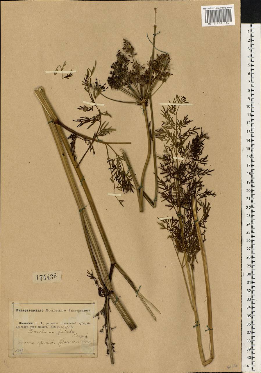 Thysselinum palustre (L.) Hoffm., Eastern Europe, Middle Volga region (E8) (Russia)