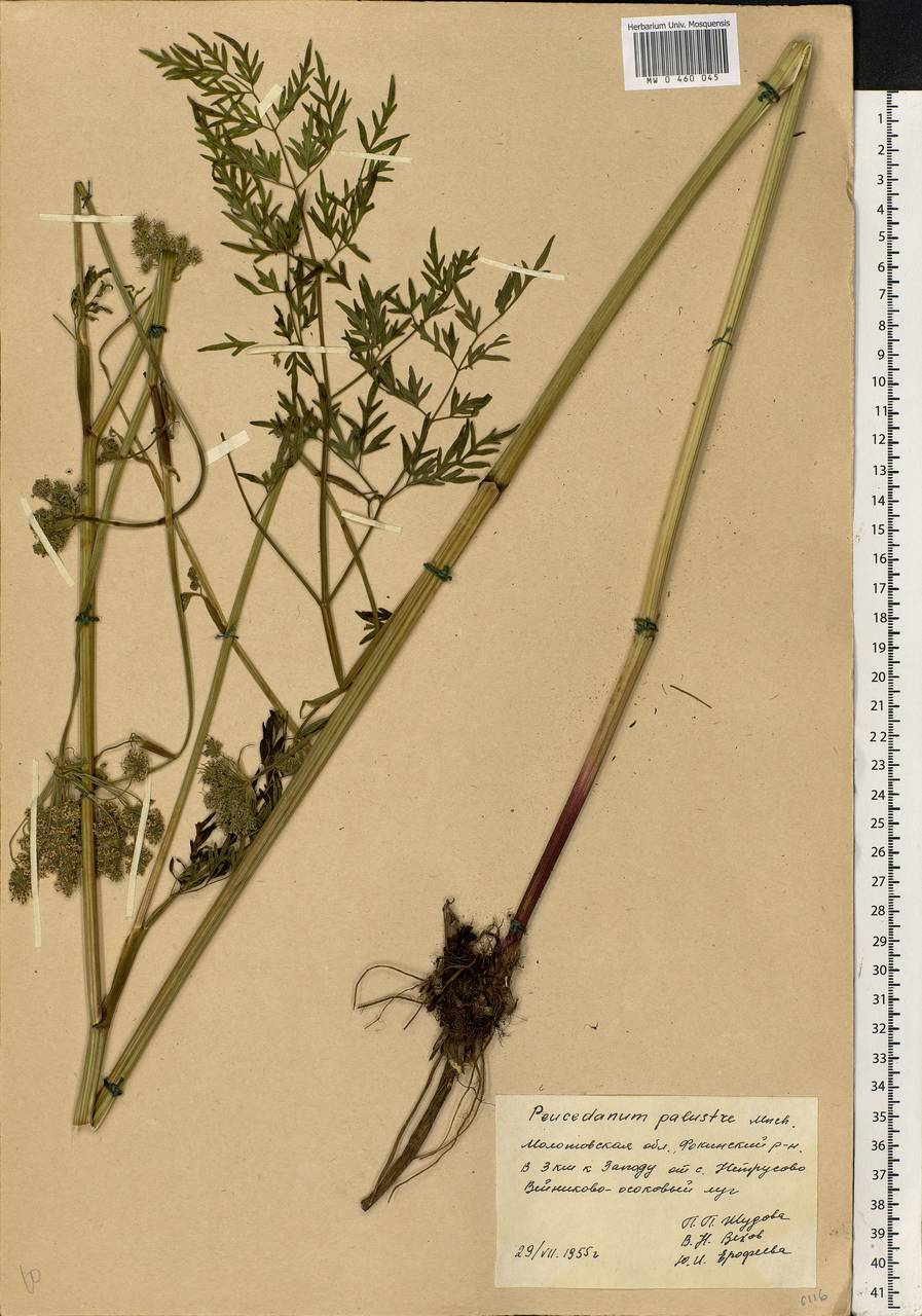 Thysselinum palustre (L.) Hoffm., Eastern Europe, Eastern region (E10) (Russia)