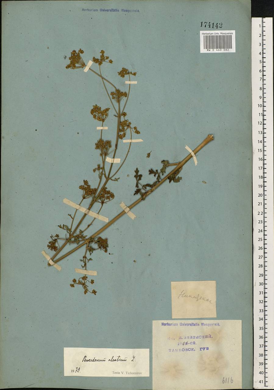 Xanthoselinum alsaticum (L.) Schur, Eastern Europe, Central forest-and-steppe region (E6) (Russia)