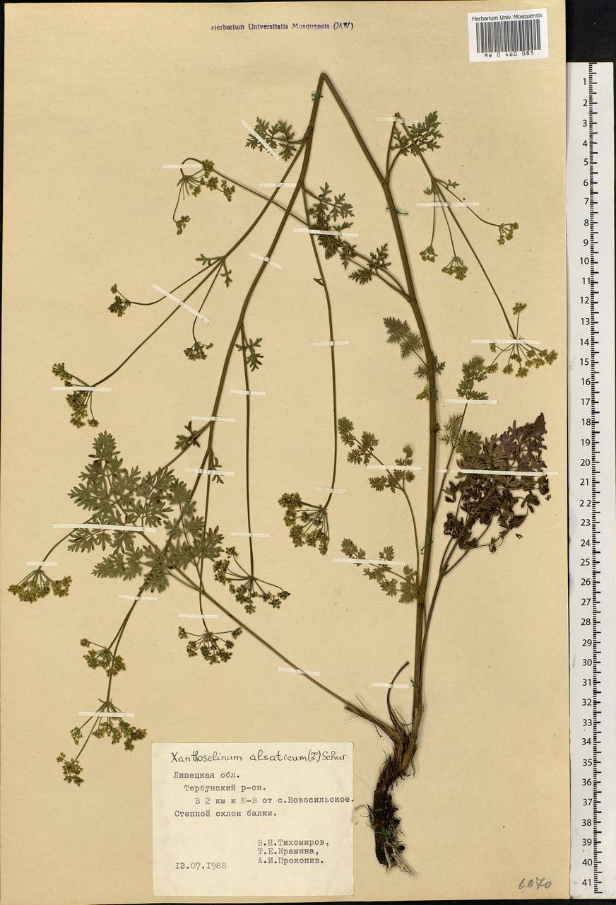 Xanthoselinum alsaticum (L.) Schur, Eastern Europe, Central forest-and-steppe region (E6) (Russia)