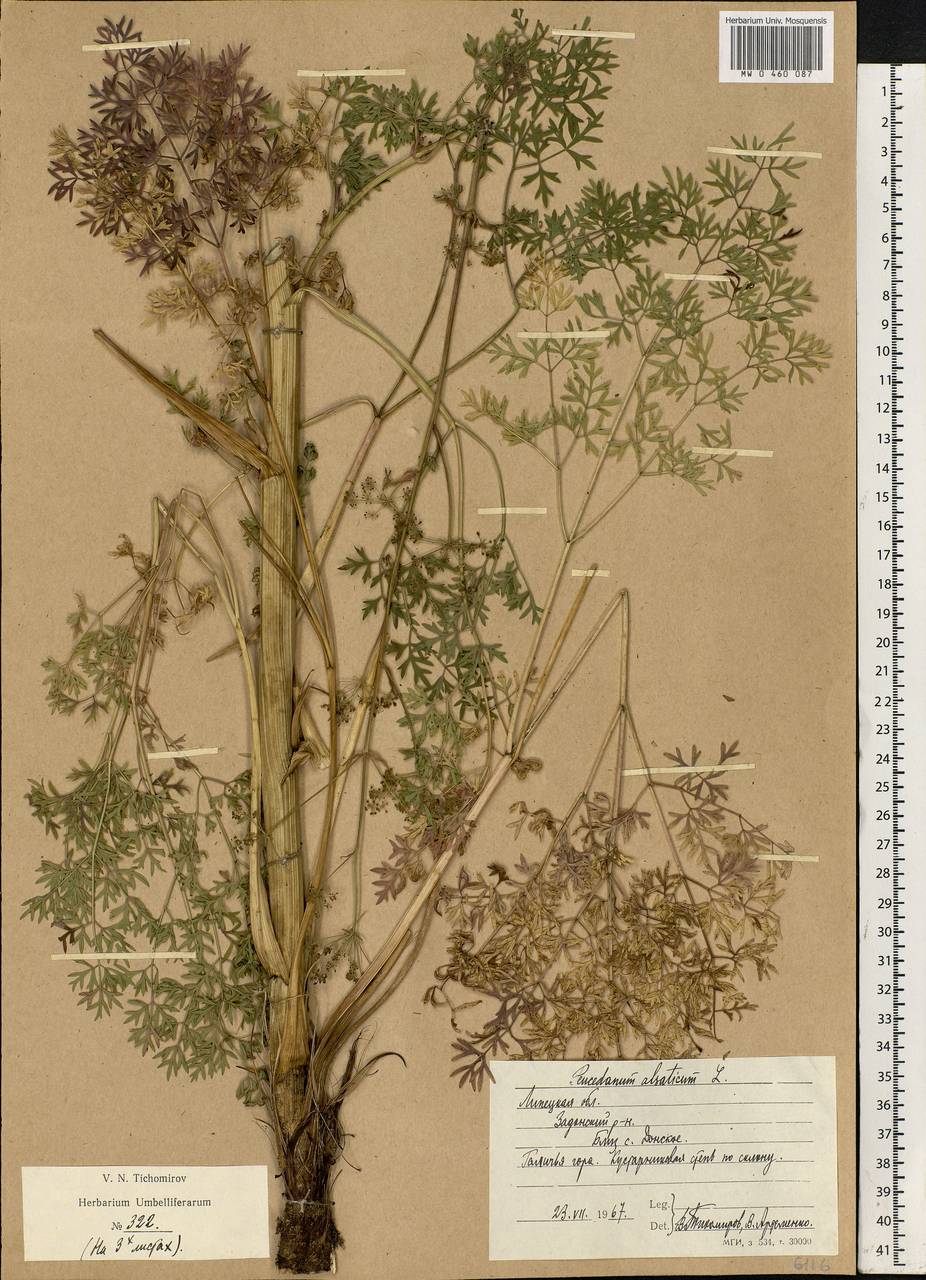 Xanthoselinum alsaticum (L.) Schur, Eastern Europe, Central forest-and-steppe region (E6) (Russia)