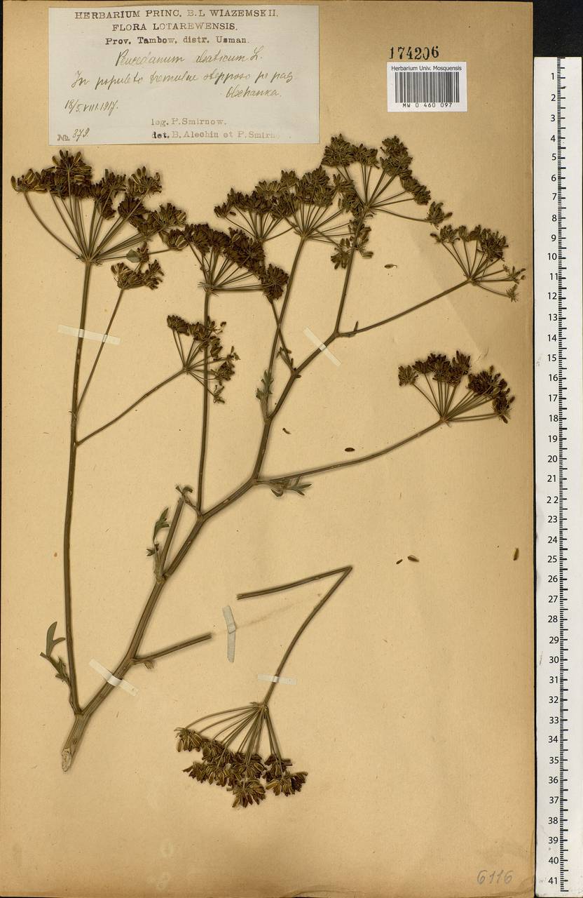 Xanthoselinum alsaticum (L.) Schur, Eastern Europe, Central forest-and-steppe region (E6) (Russia)